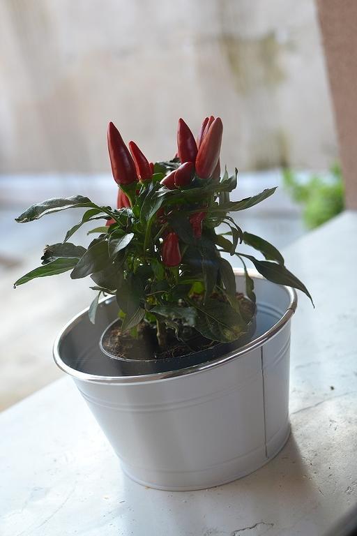 La Salvia E Il Lampone Bed & Breakfast Pove del Grappa Luaran gambar